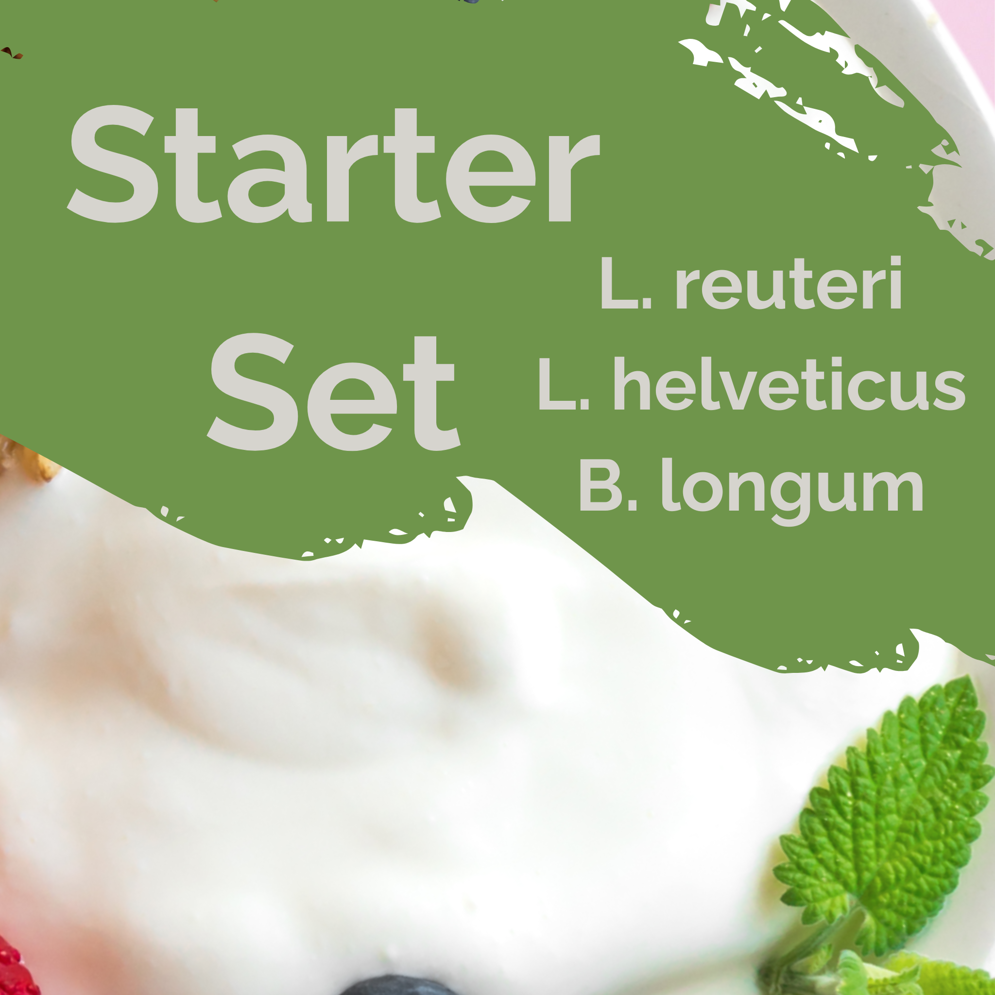 L. reuteri + L. helveticus + B. longum | Yogurt Starter Set | Gut Harmony | Starter Cultures | Pack of 3